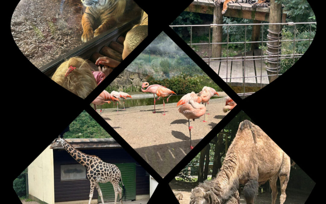 Nursery visit Dudley Zoo!